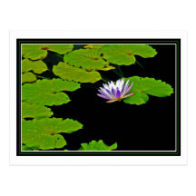 Protections de lis cartes postales