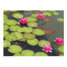 Protections de lis et carte postale de zen de Lotu