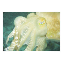 Province du sud de l'Indonésie, Sulawesi, Wakatobi Photographe
