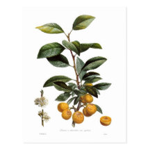 Prune de mirabelle carte postale