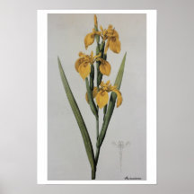 Pseudacorus antique d'iris de dessin poster