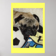 Pug het leven plaat