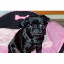 Pug Zeer belangrijke Ketting Fotobeeldjes
