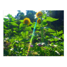 Puissance de tournesol carte postale