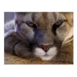 Puma Cartes Postales
