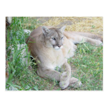 Puma du Montana - customisé Carte Postale