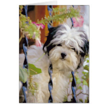 Puppy Wenskaart