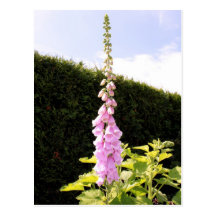 Purpurea van het vingerhoedskruid (Gemeenschappeli Wens Kaarten