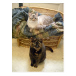 Purrfect posant la carte postale de Puddies