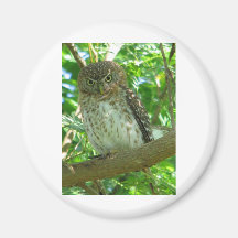 Pygmée-hibou cubain magnets pour réfrigérateur