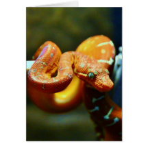 Python orange de boule cartes