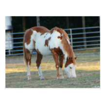 Quarterhorse 3 carte postale