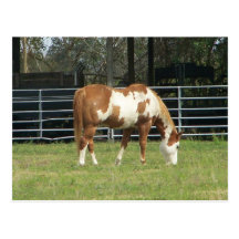Quarterhorse Carte Postale