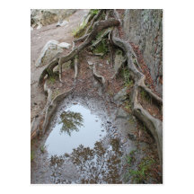 Racines et réflexions cartes postales