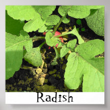 Radijs Poster