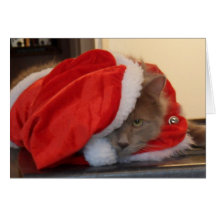 Ragondin du Maine de Noël Carte