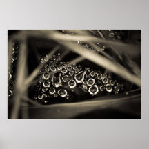 raindrops on web print