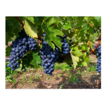 Raisins Concorde sur la carte postale de vigne