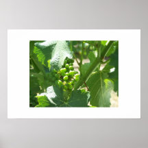 raisins posters