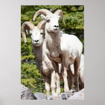 RAM de mouflons d'Amérique Posters