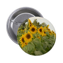 Rangée de tournesol pin's avec agrafe