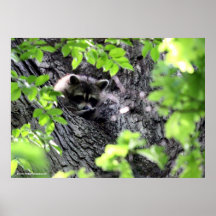 Raton laveur de Hidding Posters
