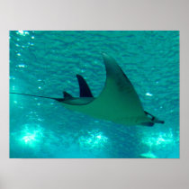 RAYON DE MANTA