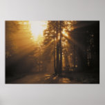 Rayons de soleil poster