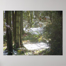 Rayons de Sun de forêt dans la neige #48 Posters