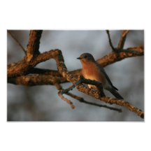 Recherche du ressort impressions photo