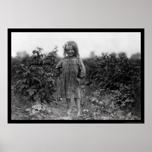 Récolteuse fière 1910 de baie de fille posters