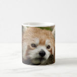 red-panda-014 tasses à café