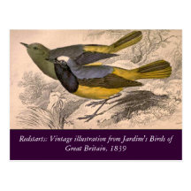 Redstarts : Carte postale vintage de l'impression 