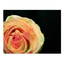 Réflexions roses carte postale