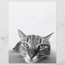 Regard de chat prospectus customisé