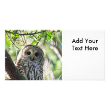 Regarder de hibou barré cartes avec photo