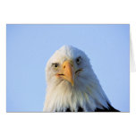 Regarder Eagle chauve Cartes De Vœux