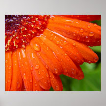 Regenachtige Daisy Posters