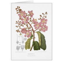 Regia de Lagersrtœmia Carte De Vœux