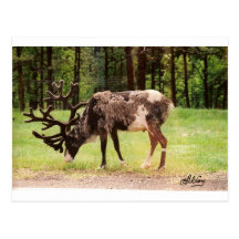 Renne Carte Postale