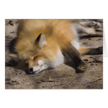 Repos de Fox rouge Carte De Vœux
