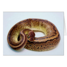 Repos de python de boule de Brown Cartes De Vœux