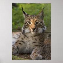 repos magnifique de lynx poster