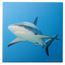Requin des Caraïbes de récif (perezi de Carcharhin Carreaux En Céramique