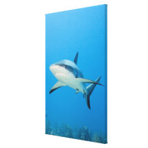 Requin des Caraïbes de récif (perezi de Carcharhin Impressions Sur Toile