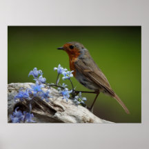 Ressort Robin Affiches