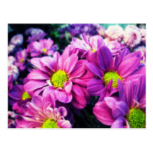 Rétros marguerites I Carte Postale