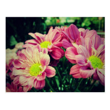 Rétros marguerites II Carte Postale