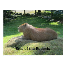 Reuze Capybara Wens Kaart