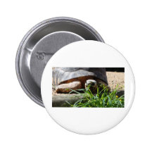 Reuze Schildpad Speldbuttons